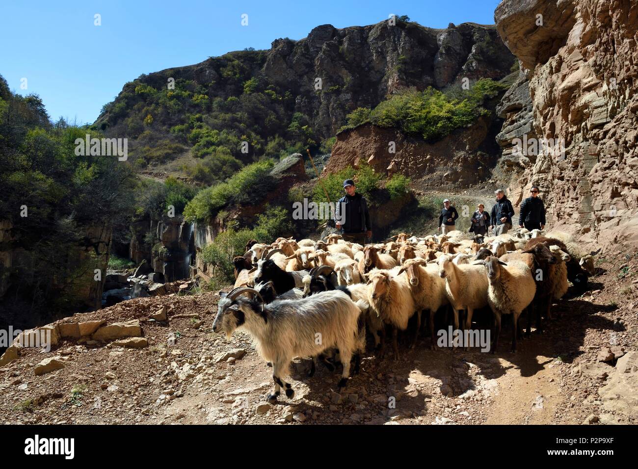 L'Azerbaïdjan, Quba (Guba) région, la randonnée dans les montagnes du Grand Caucase, le long de la route vers Xinaliq Yolu, khinalougue berger et son troupeau de moutons dans la vallée de l'Qudialchai Banque D'Images L'Azerbaïdjan, Quba (Guba) région, la randonnée dans les montagnes du Grand Caucase, le long de la route vers Xinaliq Yolu, khinalougue berger et son troupeau de moutons dans la vallée de l'Qudialchai Banque D'Images