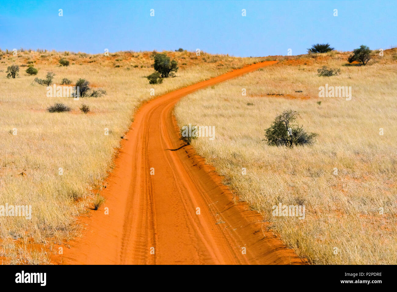 Route de sable rouge dans le parc transfrontalier de Kgalagadi, Afrique du Sud Banque D'Images