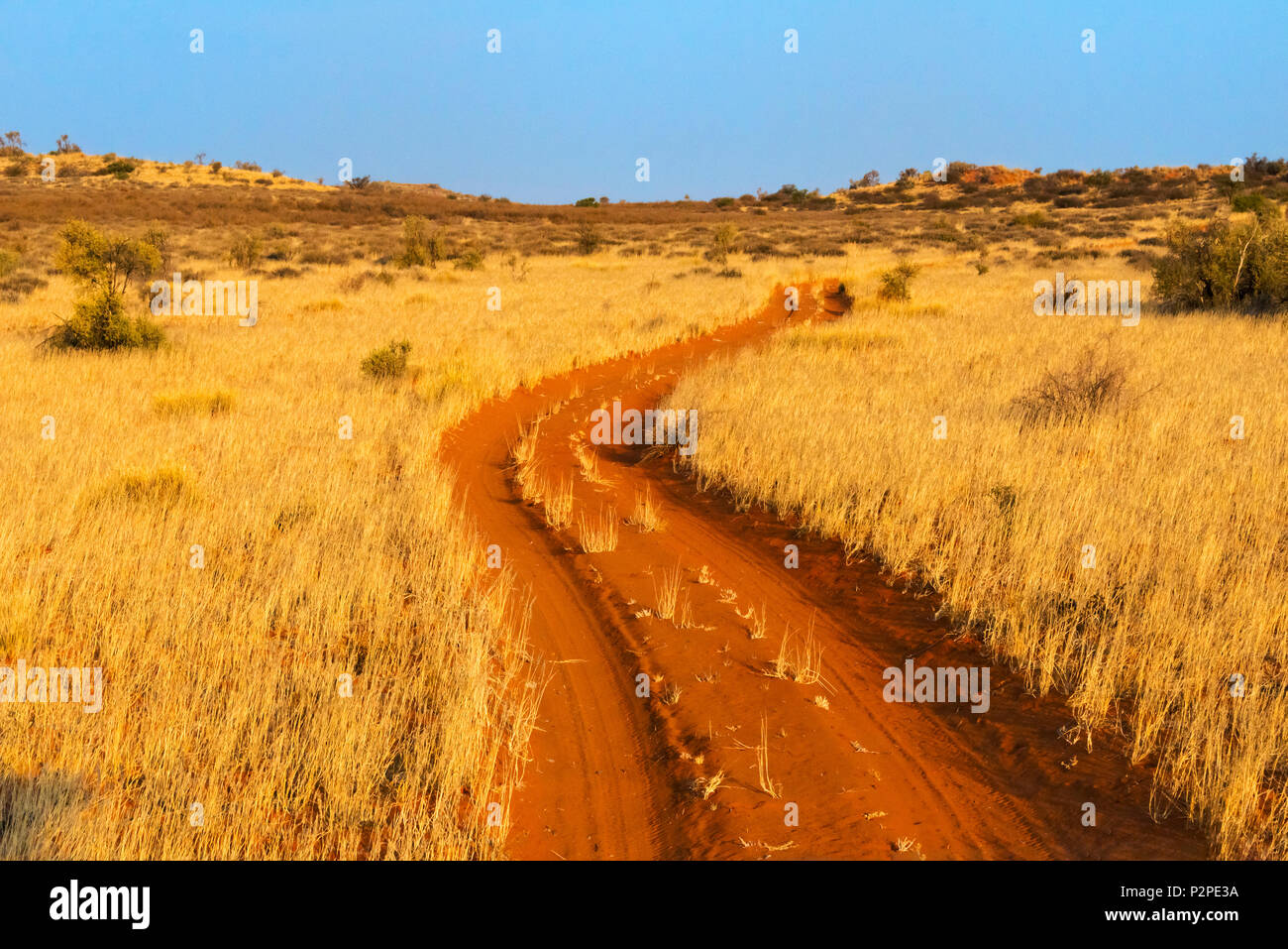 Route de sable rouge dans le parc transfrontalier de Kgalagadi, Afrique du Sud Banque D'Images