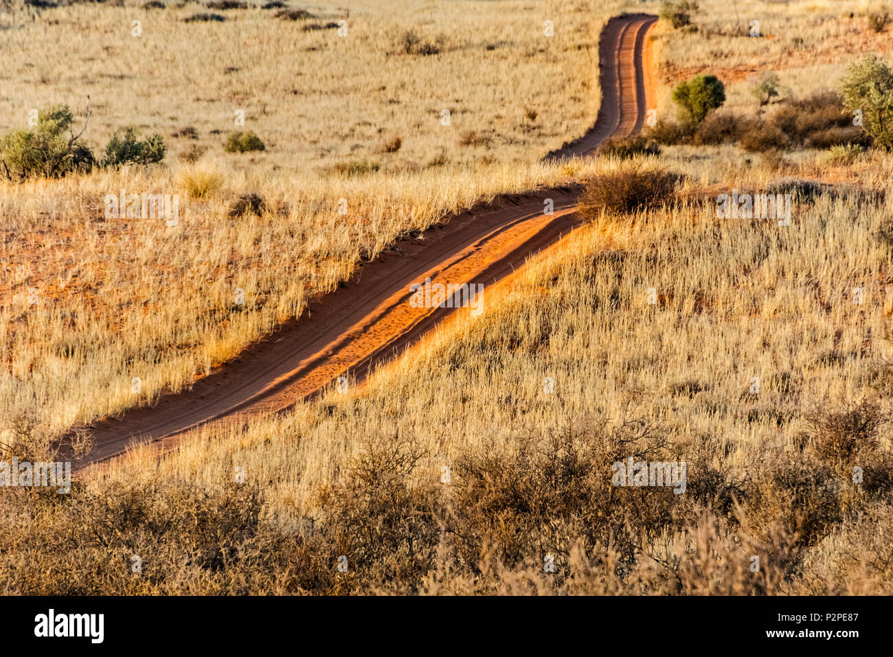 Route de sable rouge dans le parc transfrontalier de Kgalagadi, Afrique du Sud Banque D'Images