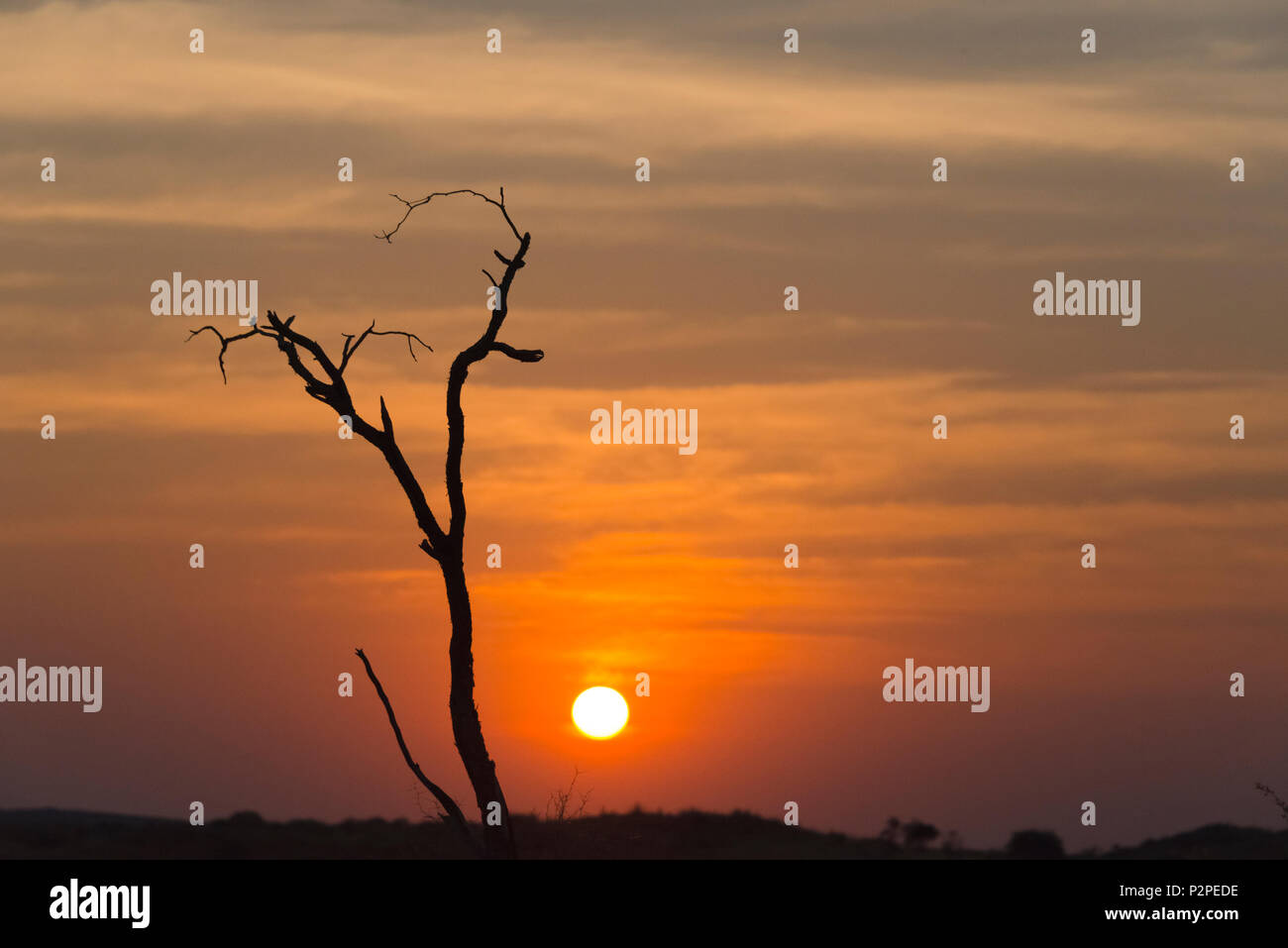 Arbre mort sur le désert au coucher du soleil, Kgalagadi Transfrontier Park, Afrique du Sud Banque D'Images