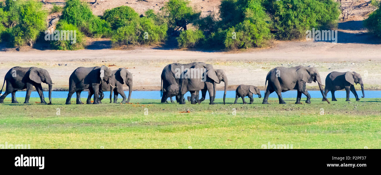 Troupeau d'éléphants, le Parc National de Chobe, Botswana, District du Nord-Ouest Banque D'Images