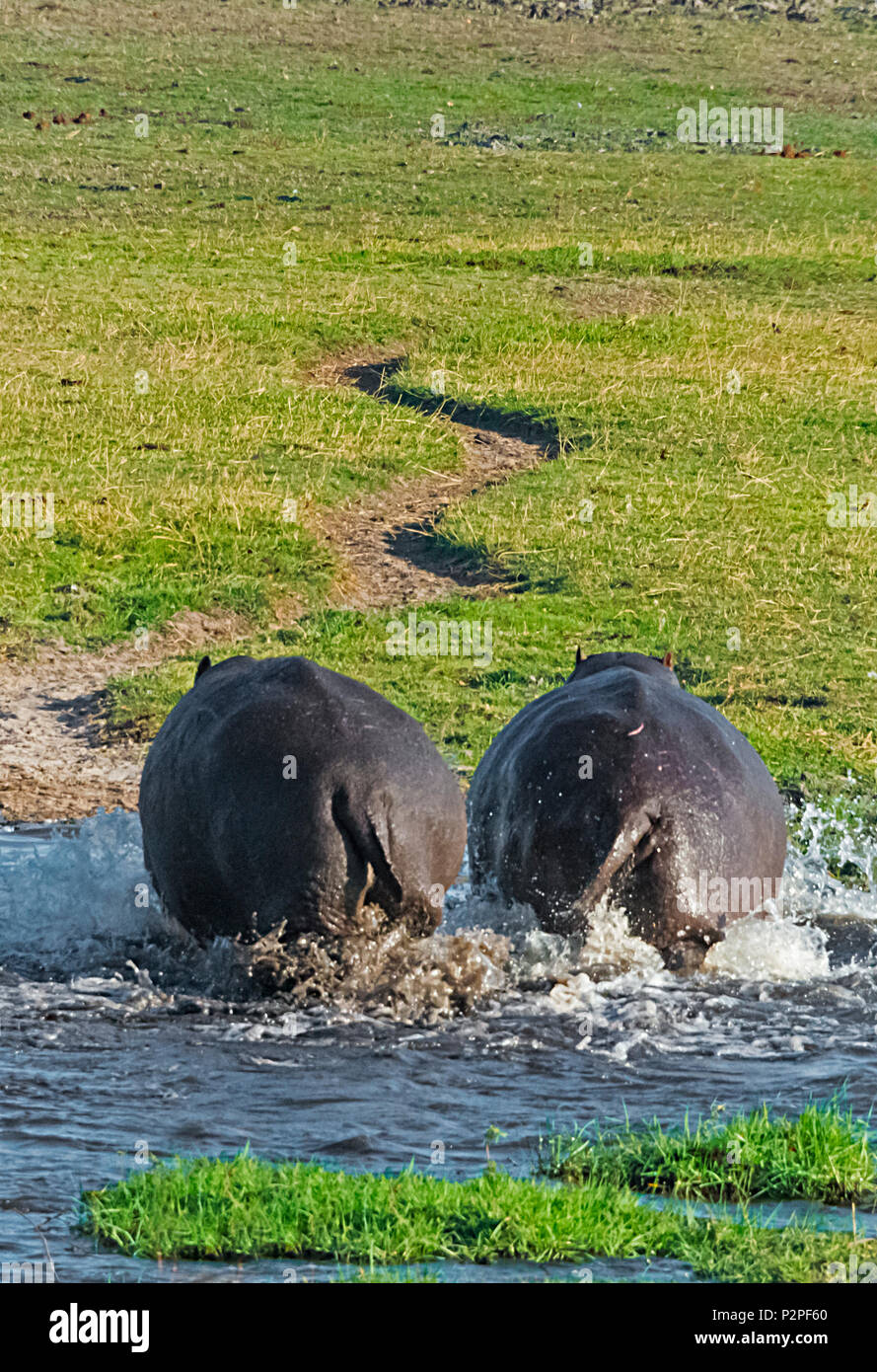 L'hippopotame, le Parc National de Chobe, Botswana, District du Nord-Ouest Banque D'Images