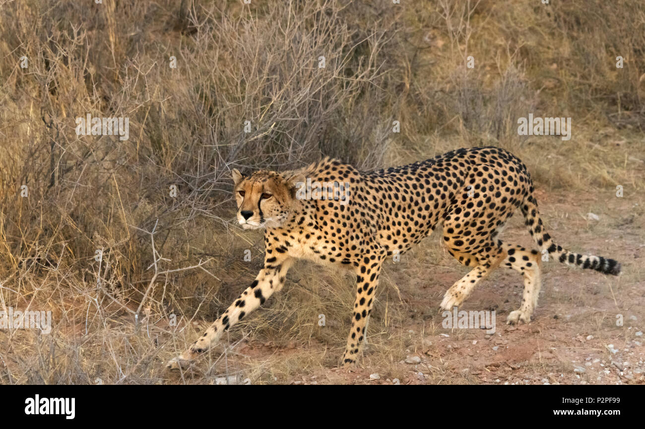 Le guépard, Kgalagadi Transfrontier Park, Afrique du Sud Banque D'Images