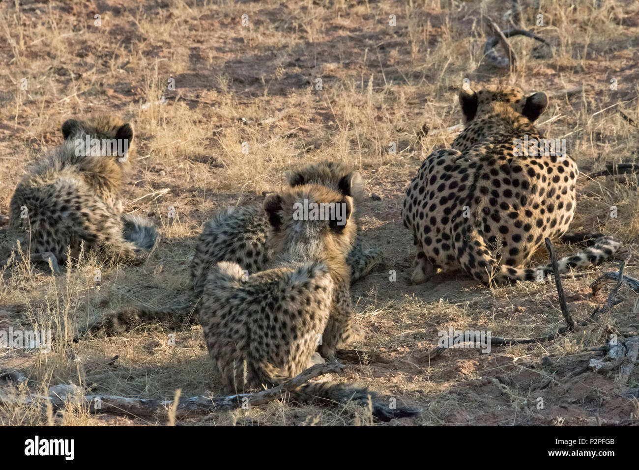 Mère guépard chasse avec leurs petits, Kgalagadi Transfrontier Park, Afrique du Sud Banque D'Images