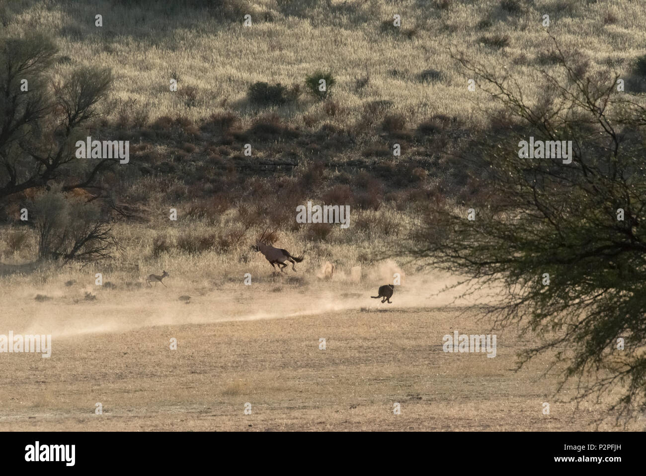 Chargement de guépard vers la proie, Kgalagadi Transfrontier Park, Afrique du Sud Banque D'Images
