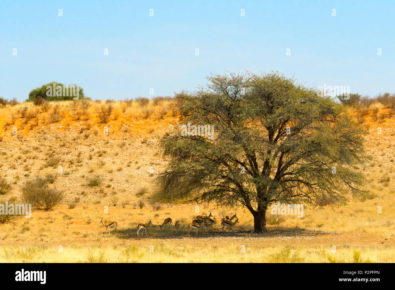 Les springboks, Kgalagadi Transfrontier Park, Afrique du Sud Banque D'Images