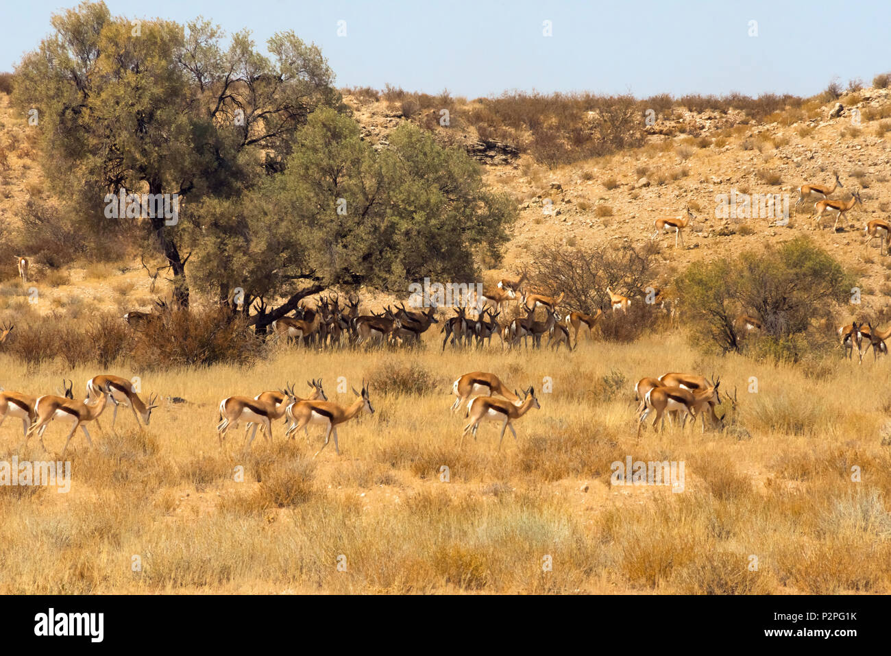 Les springboks, Kgalagadi Transfrontier Park, Afrique du Sud Banque D'Images