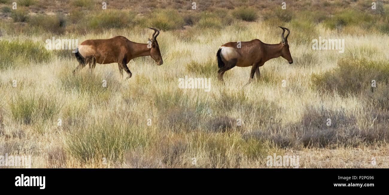 (Alcelaphus buselaphus bubale rouge caama), Kgalagadi Transfrontier Park, Afrique du Sud Banque D'Images