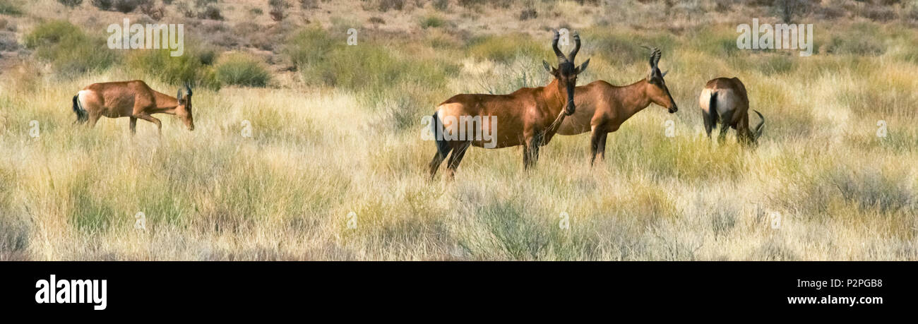 (Alcelaphus buselaphus bubale rouge caama), Kgalagadi Transfrontier Park, Afrique du Sud Banque D'Images