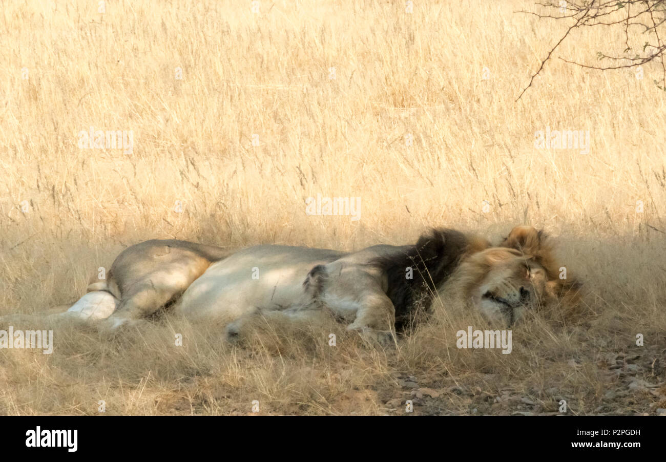 Sleeping lion, Kgalagadi Transfrontier Park, Afrique du Sud Banque D'Images