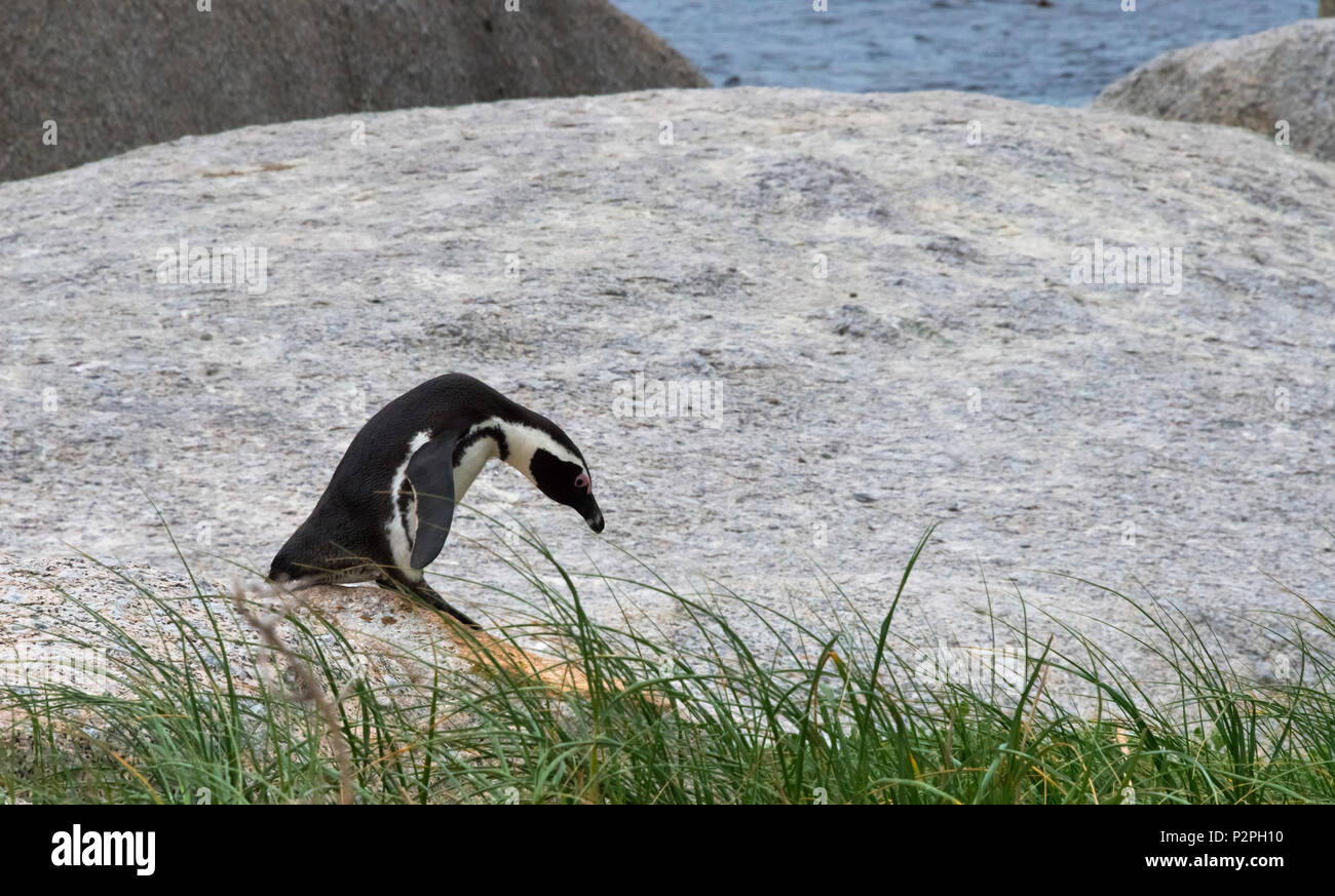 Manchot, Simon's Town, Afrique du Sud Banque D'Images