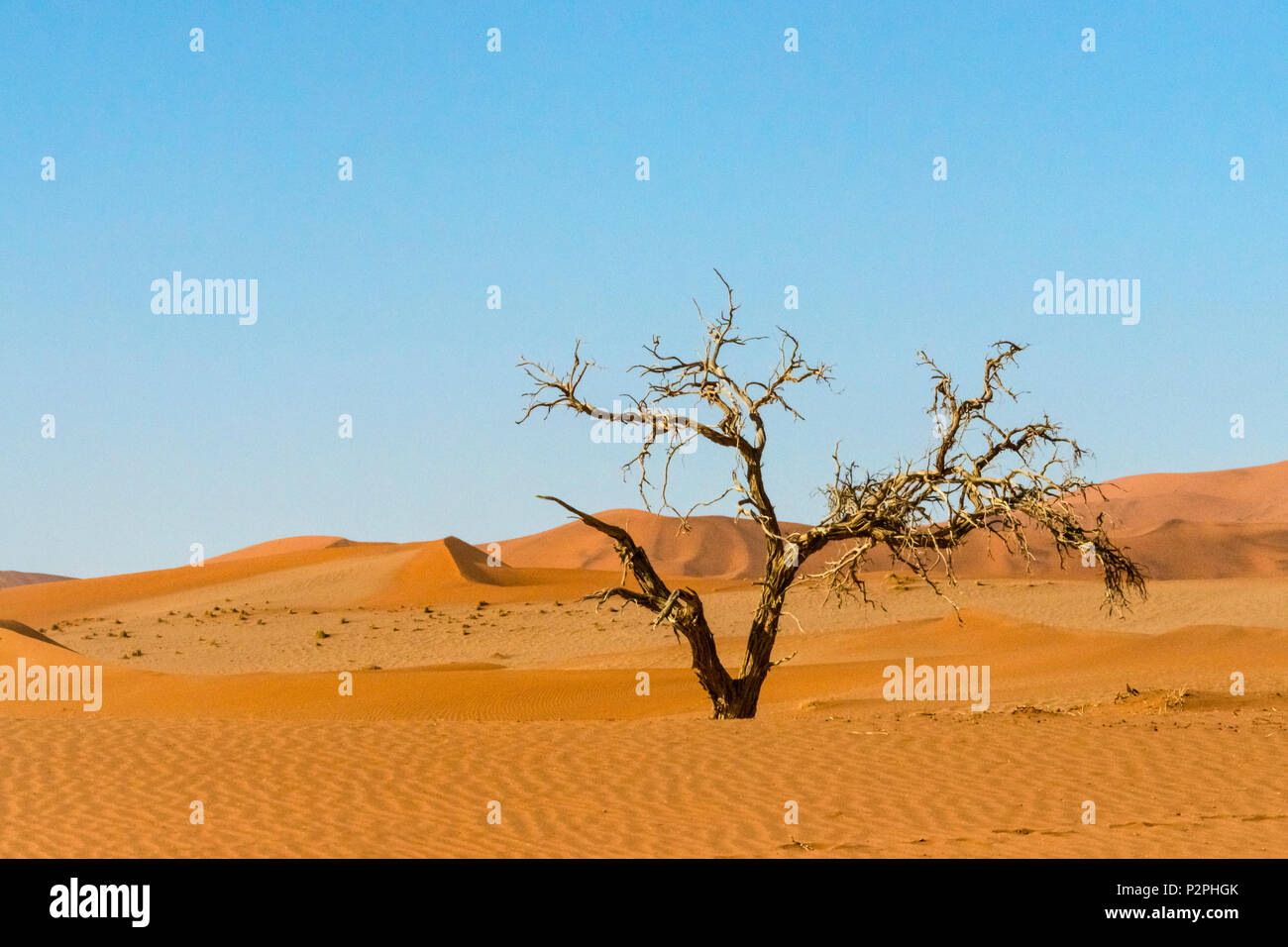 Arbre mort avec 45 des dunes de sable dans le sud du désert du Namib, Sossusvlei, Namib-Naukluft National Park, région Hardap, Namibie Banque D'Images