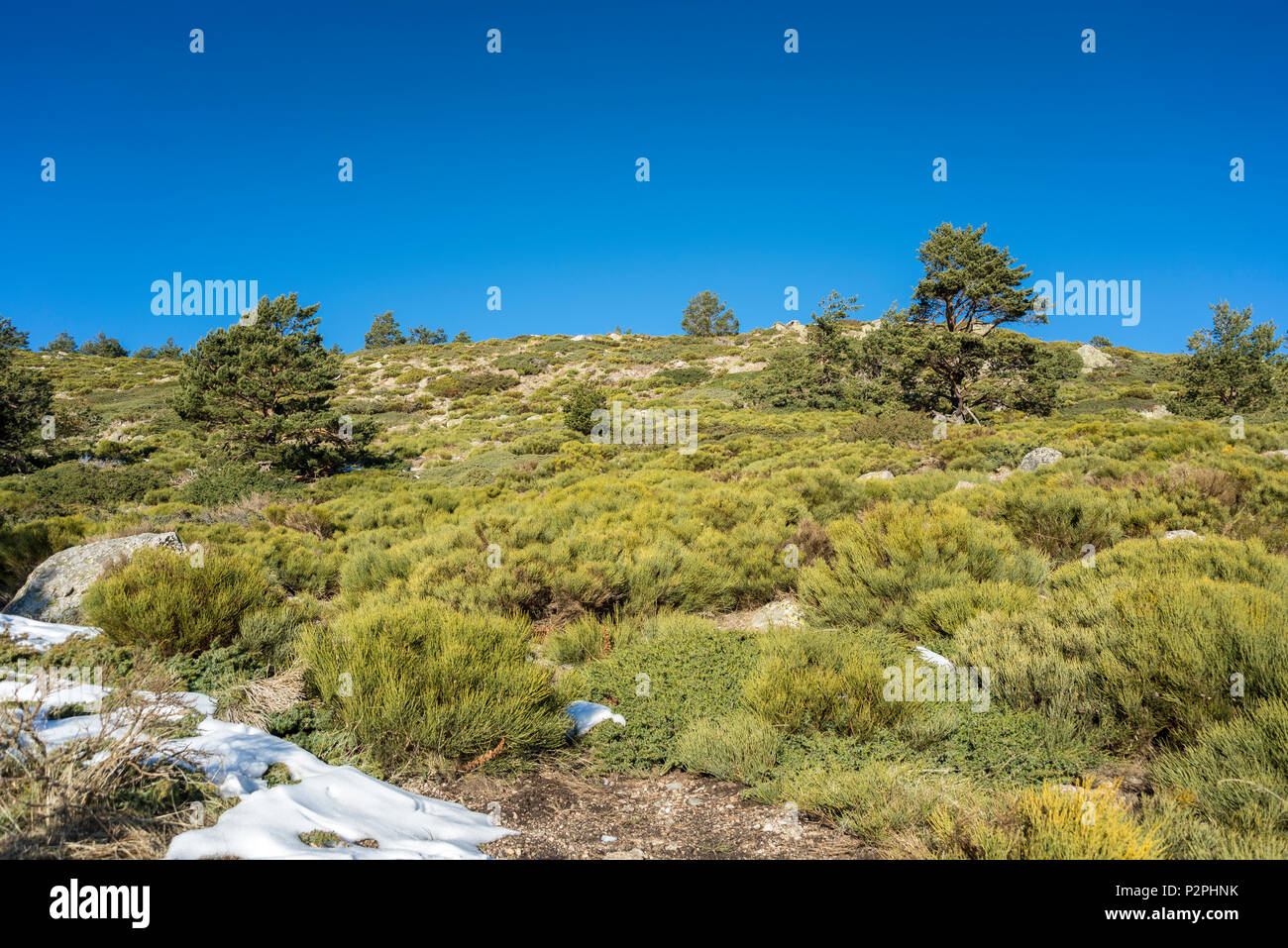 La forêt de pin sylvestre (Pinus sylvestris), rembourrées et broussailles (Juniperus communis subsp. alpina et Cytisus oromediterraneus) dans la municipalité de Srac Banque D'Images