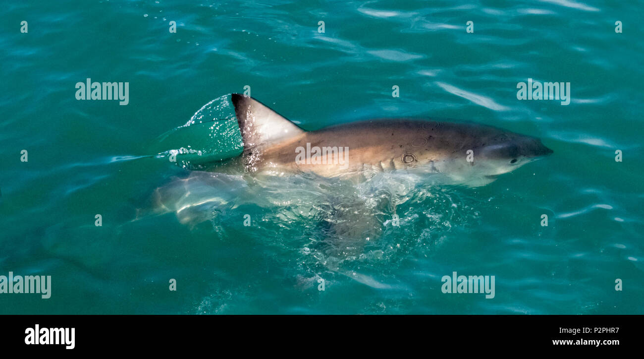 Grand requin blanc dans l'eau, Van Dyks Bay, province de Western Cape, Afrique du Sud Banque D'Images