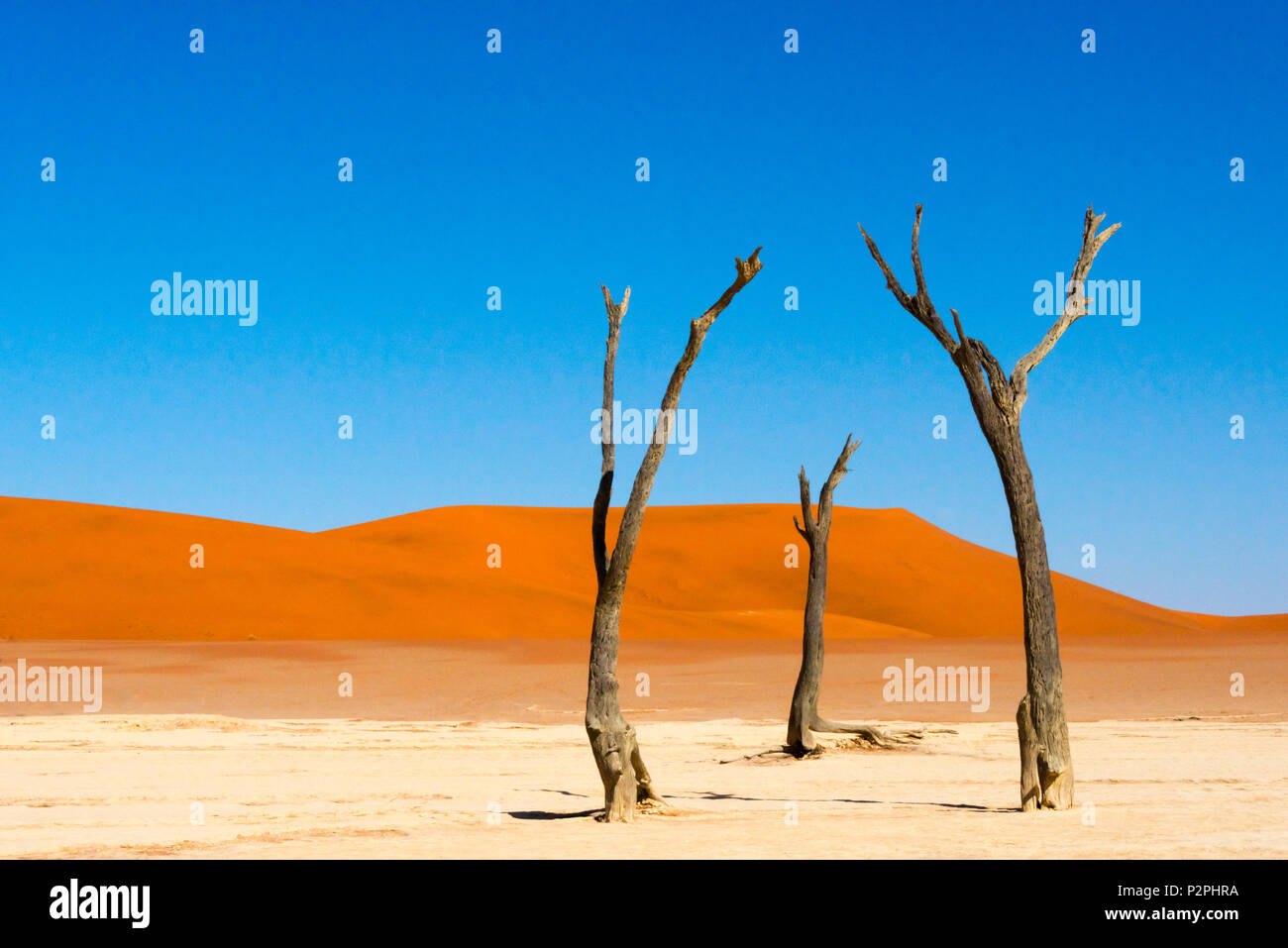 Acacia arbres morts à Deadvlei, Sossusvlei, Namib-Naukluft National Park, dans le sud du désert, Narim, Région Hardap Namibie Banque D'Images