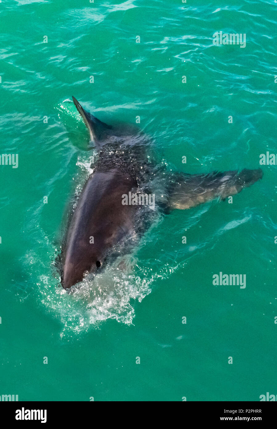 Grand requin blanc dans l'eau, Van Dyks Bay, province de Western Cape, Afrique du Sud Banque D'Images