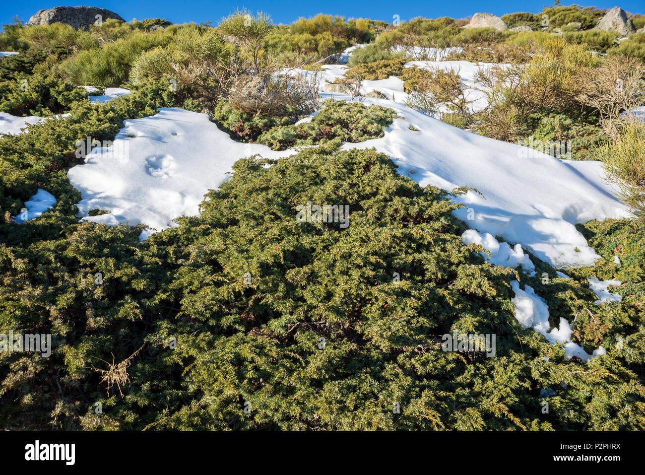 Broussailles rembourré (Juniperus communis subsp. alpina et Cytisus oromediterraneus) à Guadarrama, Madrid, Espagne Banque D'Images