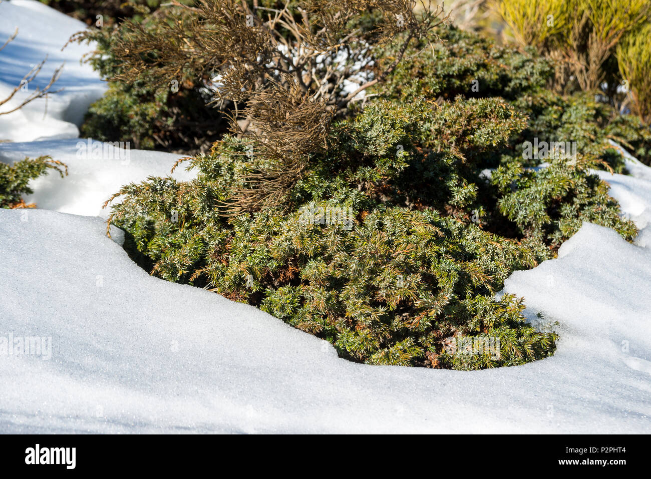 Broussailles rembourré (Juniperus communis subsp. alpina) dans la municipalité de Palencia, à Guadarrama Mountains National Park, province de Madrid, Espagne Banque D'Images