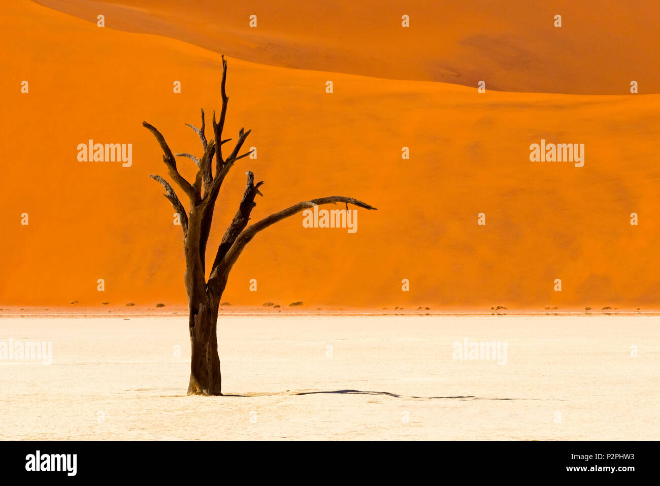 Acacia arbres morts à Deadvlei, Sossusvlei, Namib-Naukluft National Park, dans le sud du désert, Narim, Région Hardap Namibie Banque D'Images