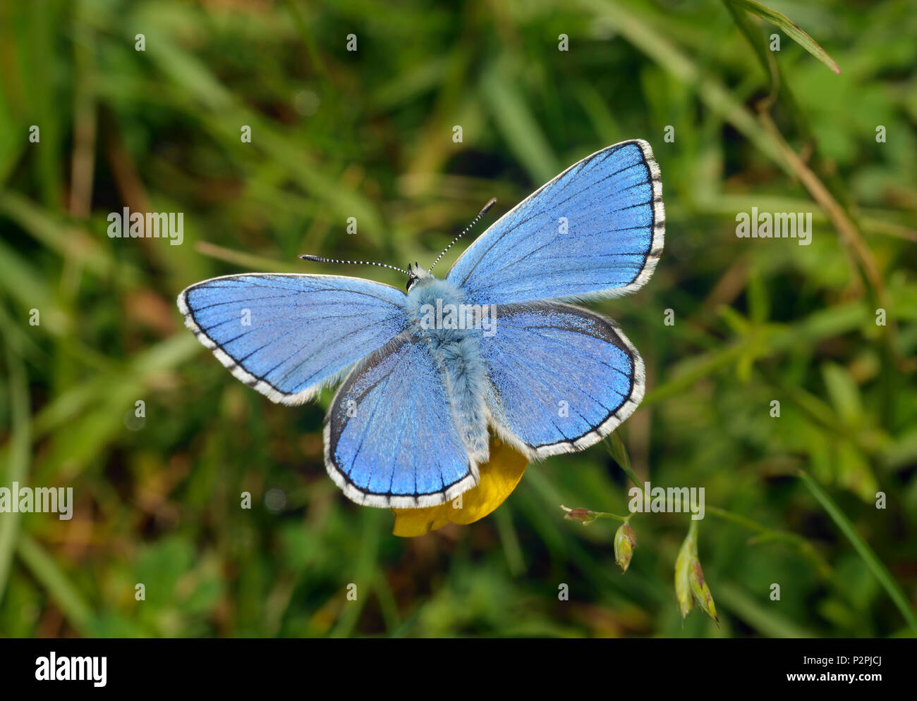 Adonis mâle Blue Butterfly - Lysandra bellargus Banque D'Images