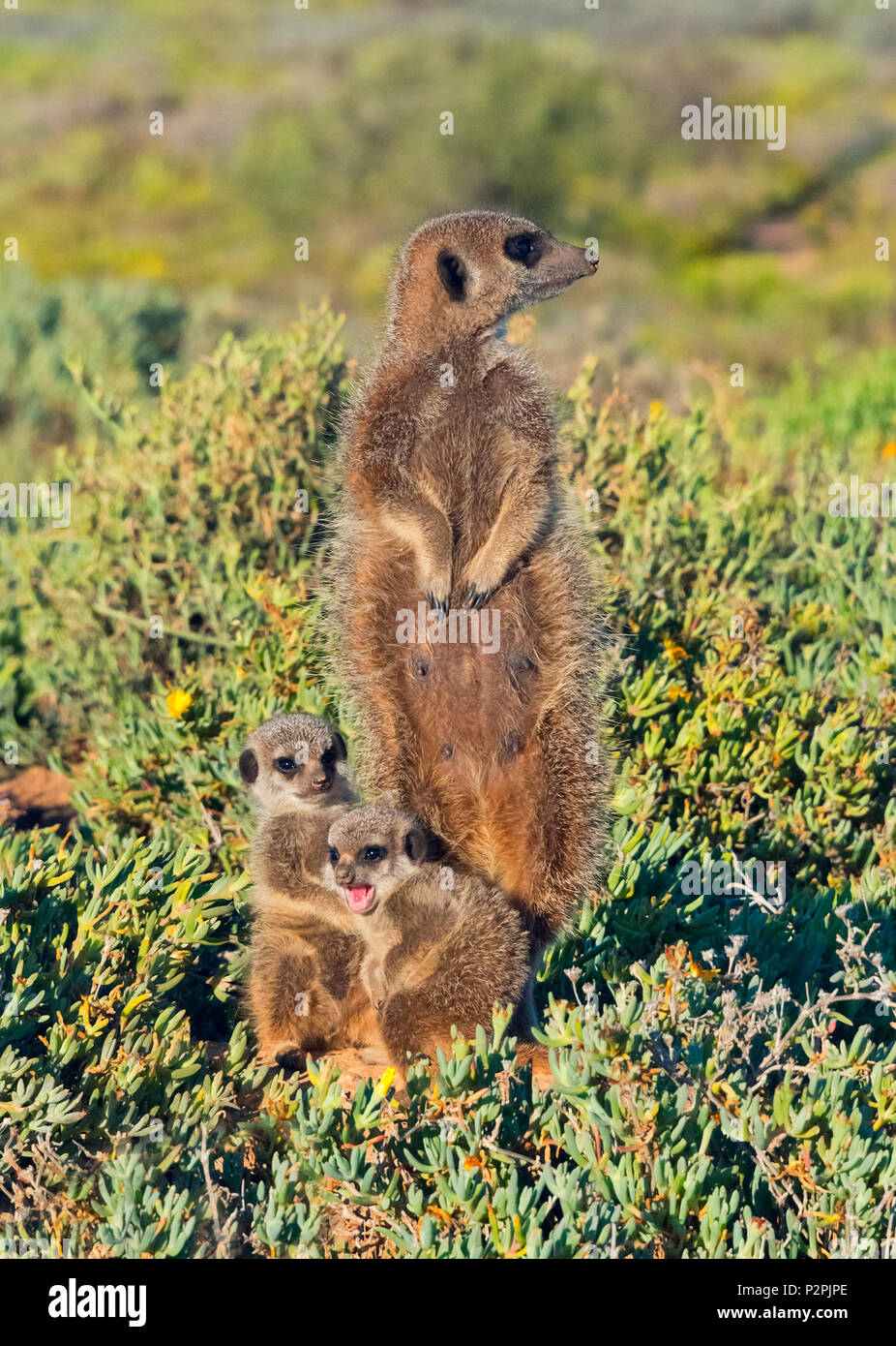 Famille suricates, Province de Western Cape, Afrique du Sud Banque D'Images