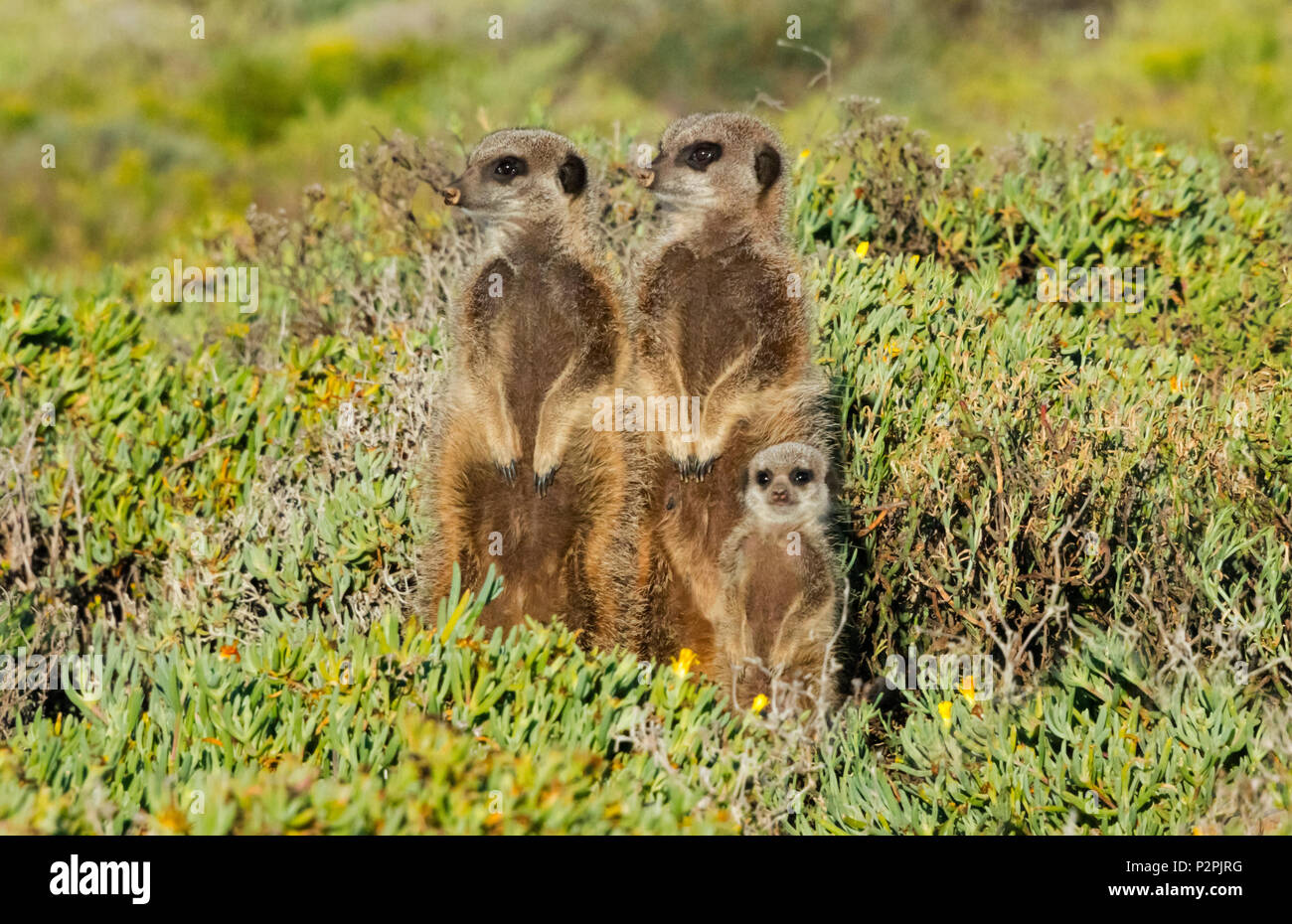 Famille suricates, Province de Western Cape, Afrique du Sud Banque D'Images