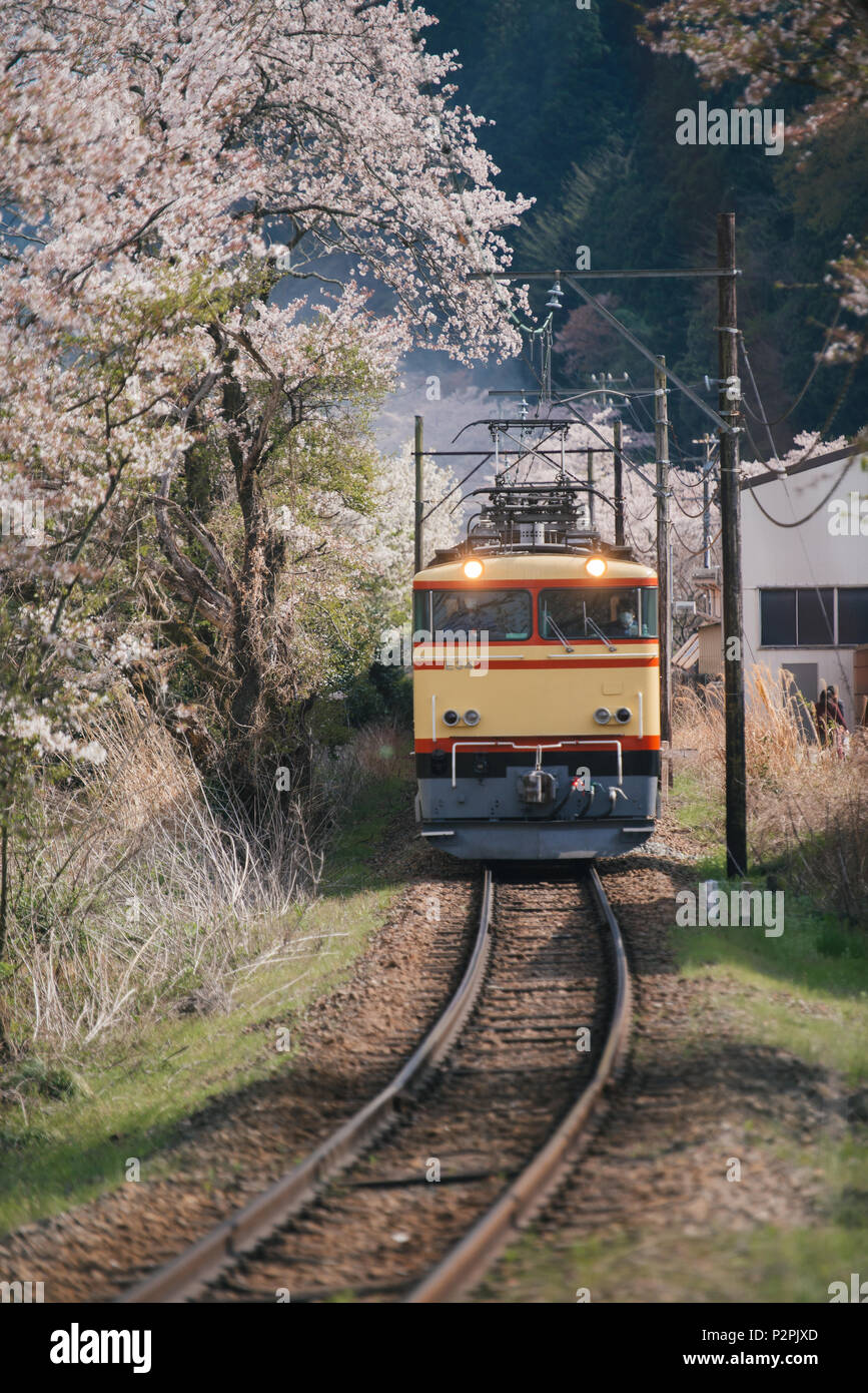 Le train en passant par les chemins de fer tunnel cherry blossom Banque D'Images