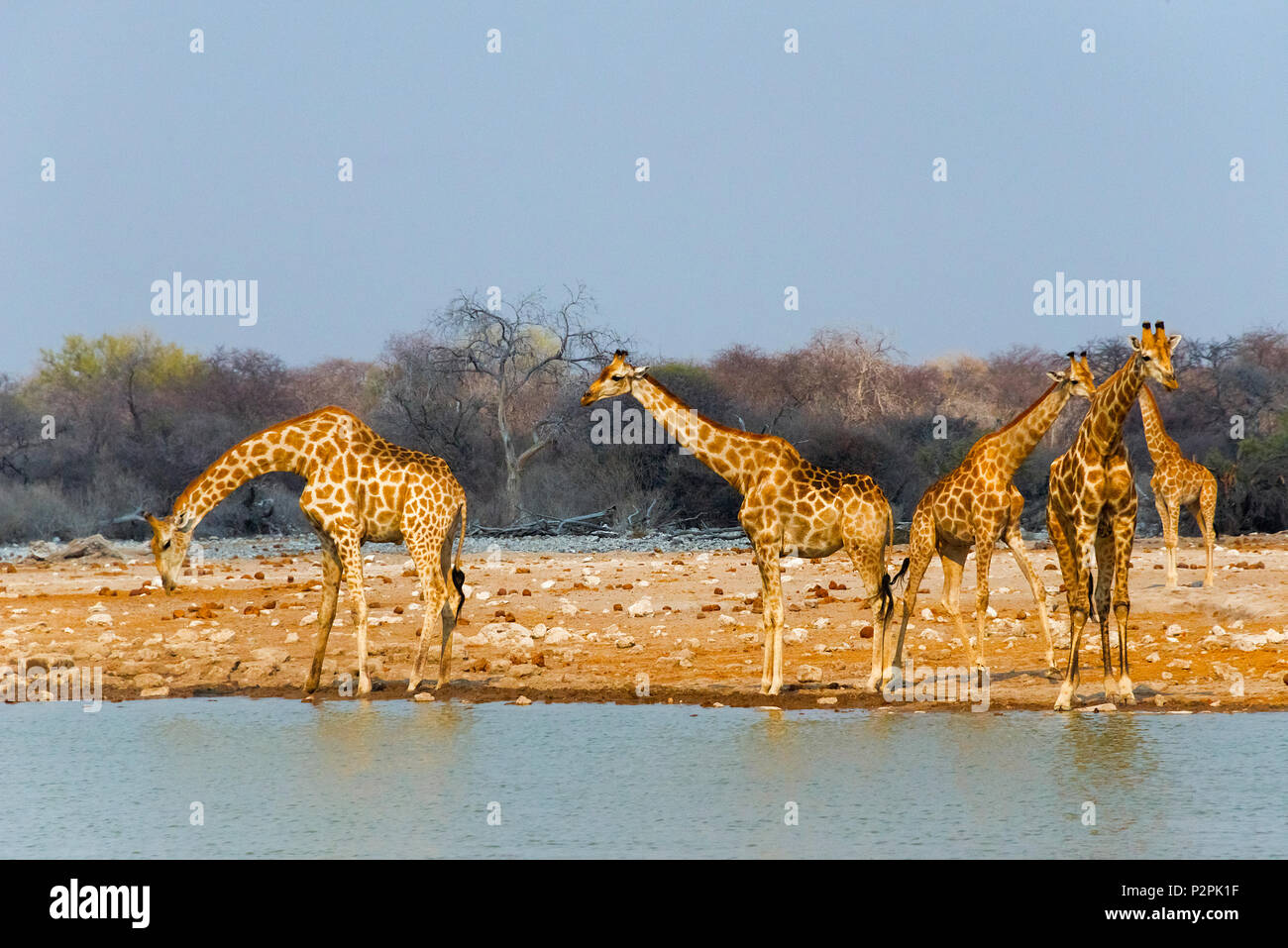 Les Girafes par la rivière, Etosha National Park, Namibie, région Oshikoto Banque D'Images