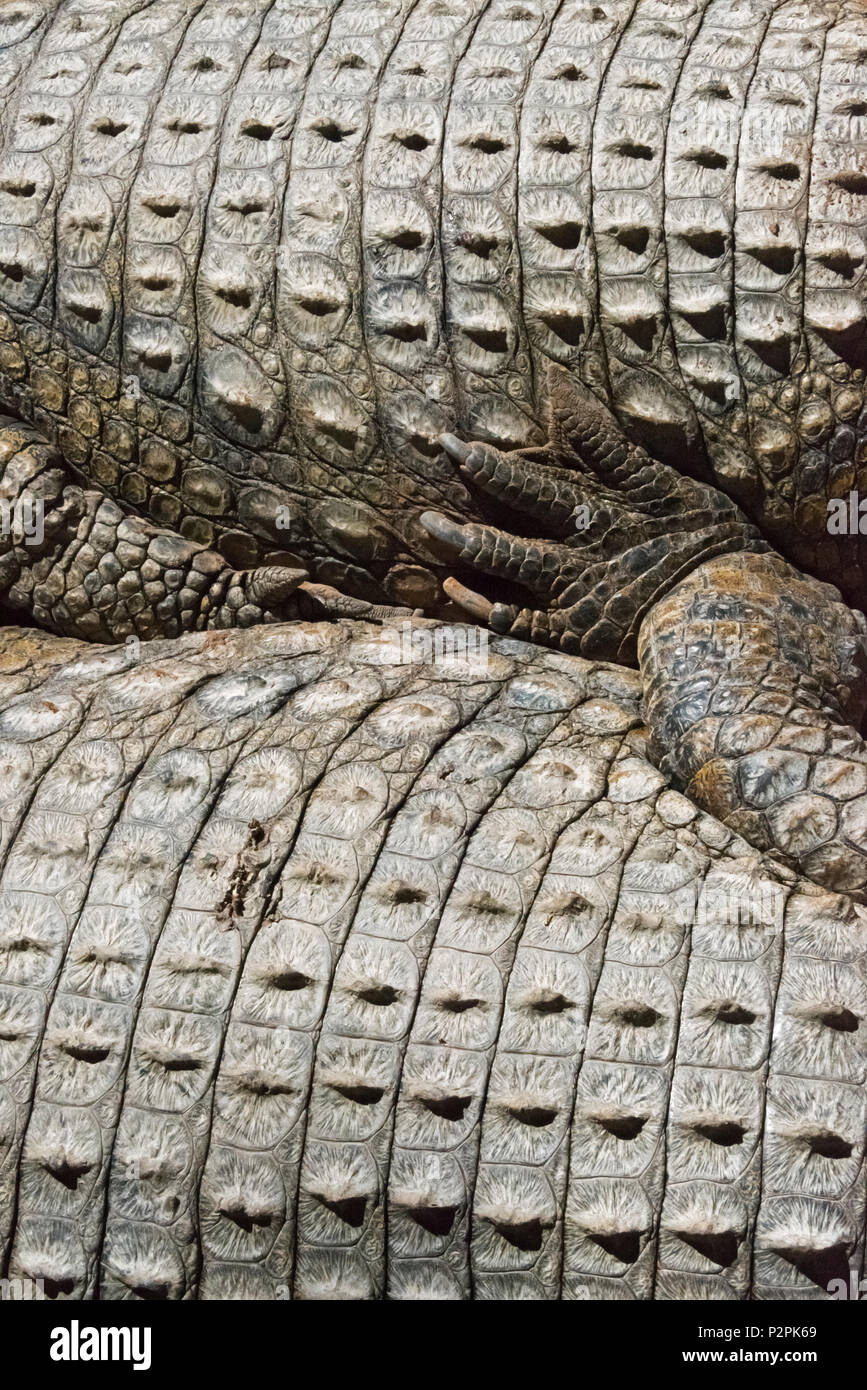 Crocodile, Province de Western Cape, Afrique du Sud Banque D'Images