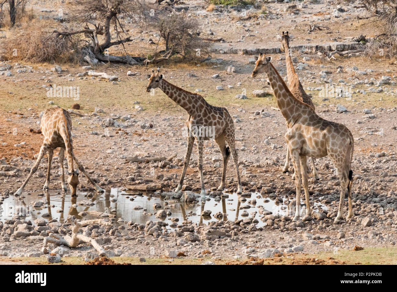 Girafe Etosha National Park, Namibie, région Oshikoto Banque D'Images