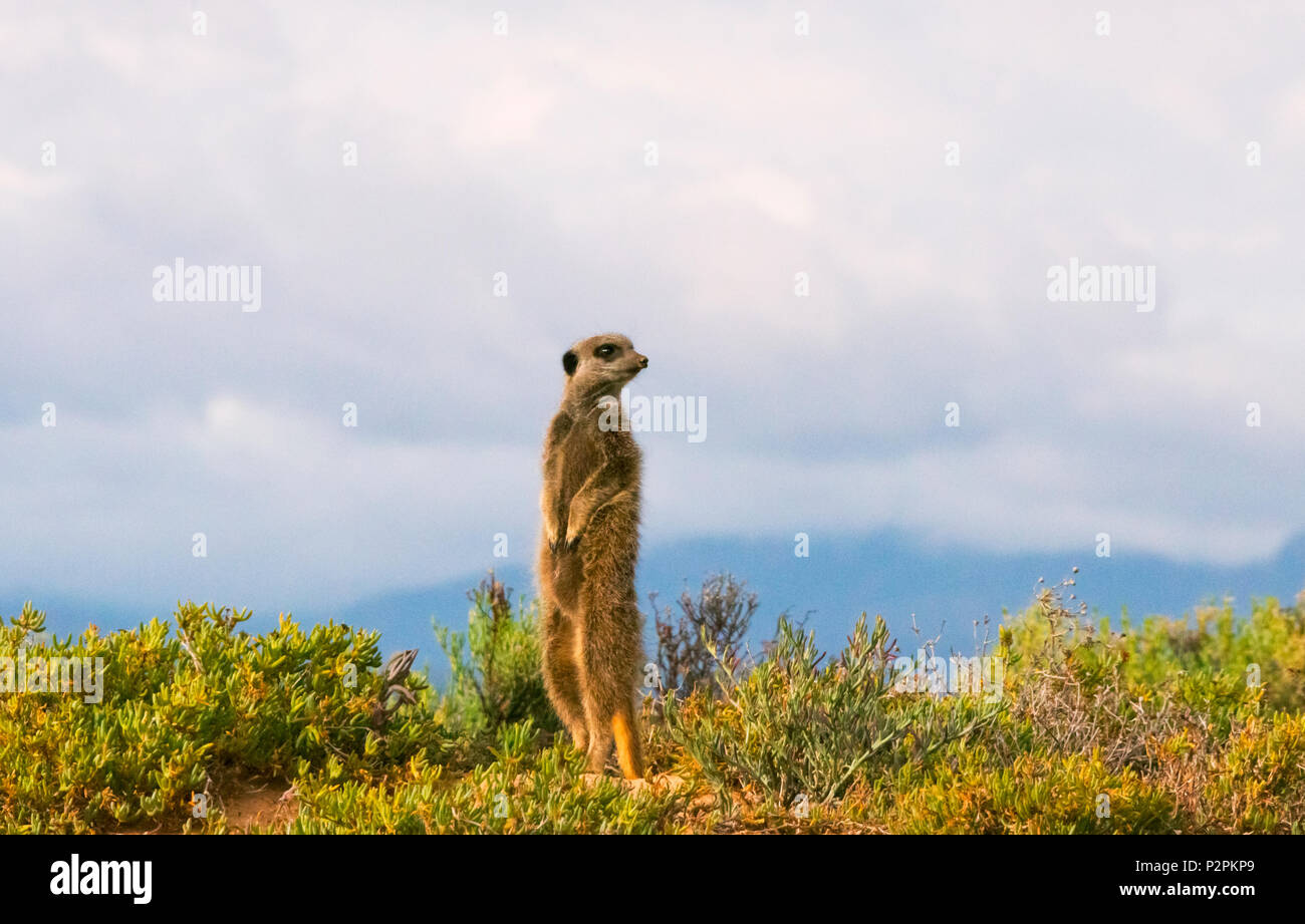 Meerkat, Province de Western Cape, Afrique du Sud Banque D'Images