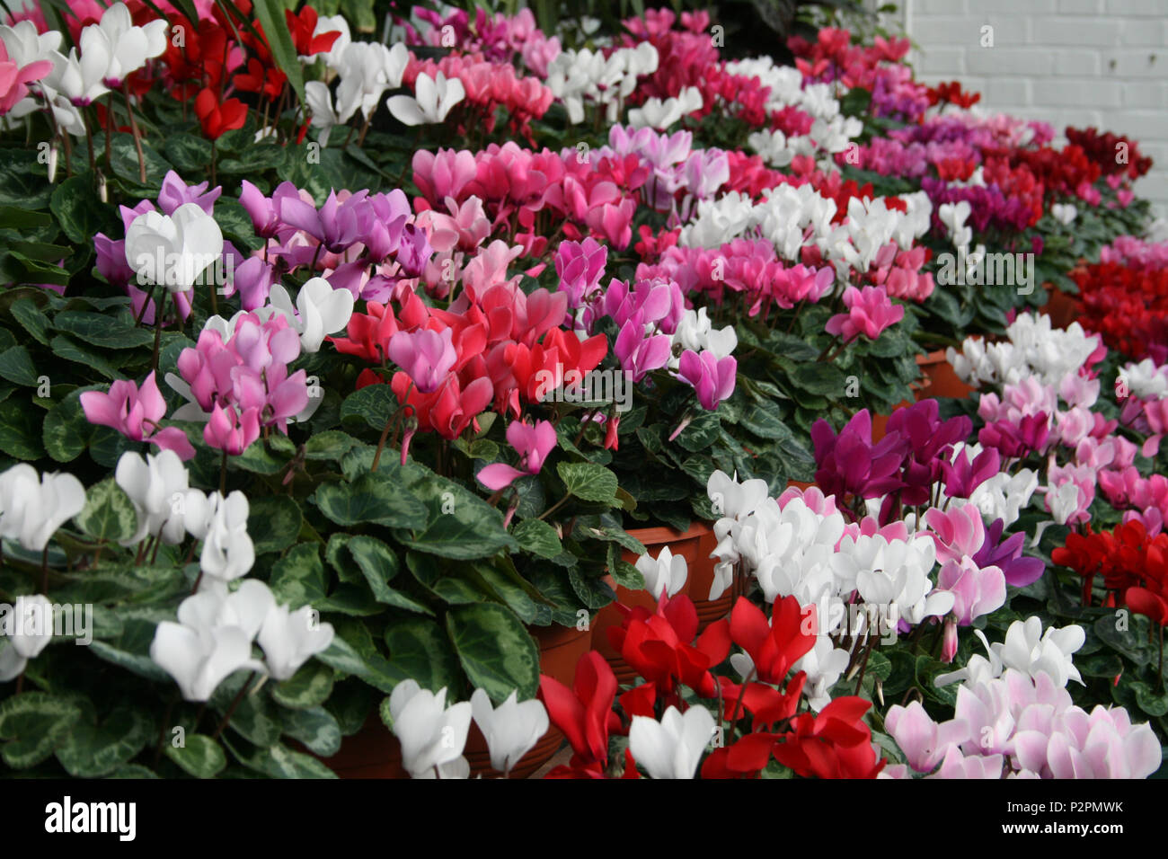 Cyclamen fleurs colorées qui poussent à partir de tubercules et sont appréciés pour leur upswept de pétales et feuilles à motifs. Banque D'Images