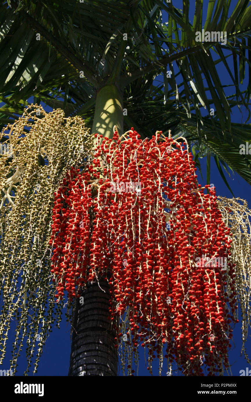 Fruit Du Phoenix: Phoenix V2 Blox Fruit – UCBM