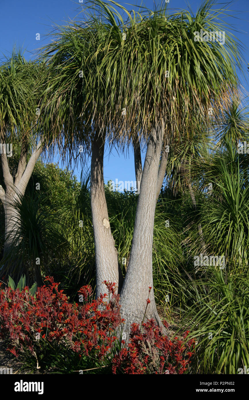 PALMIERS À QUEUE DE CHEVAL ÉGALEMENT CONNUS SOUS LE NOM D'ÉLÉPHANTS PIED ARBRE OU PALMIERS À BOUTEILLES (BEAUCARNEA RECURVATA) BRISBANE, QUEENSLAND, AUSTRALIE. Banque D'Images