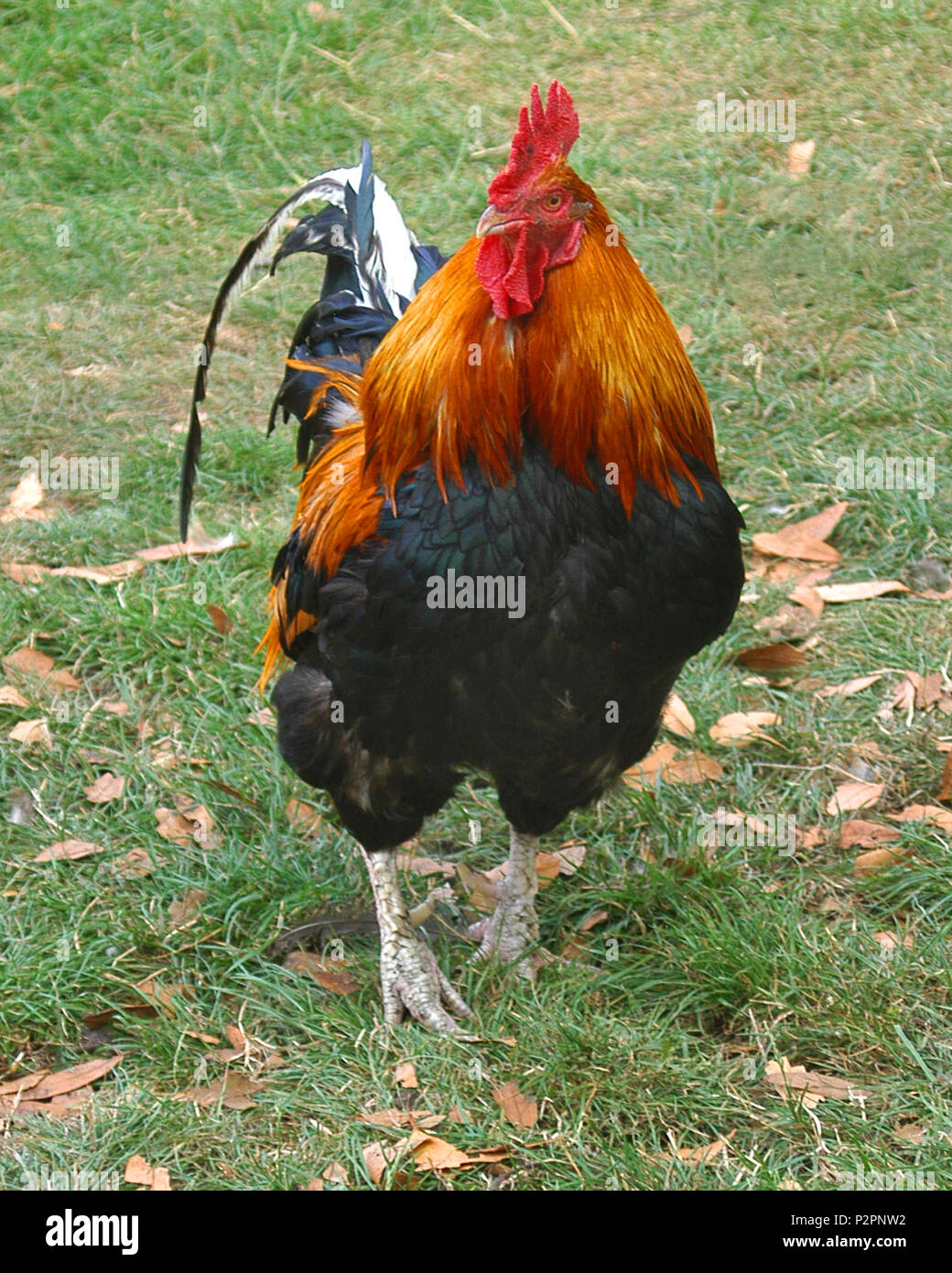 Un coq, aussi connu comme un coq, gamecock ou coq, est un homme d'oiseaux gallinacés, habituellement un poulet mâle. Banque D'Images