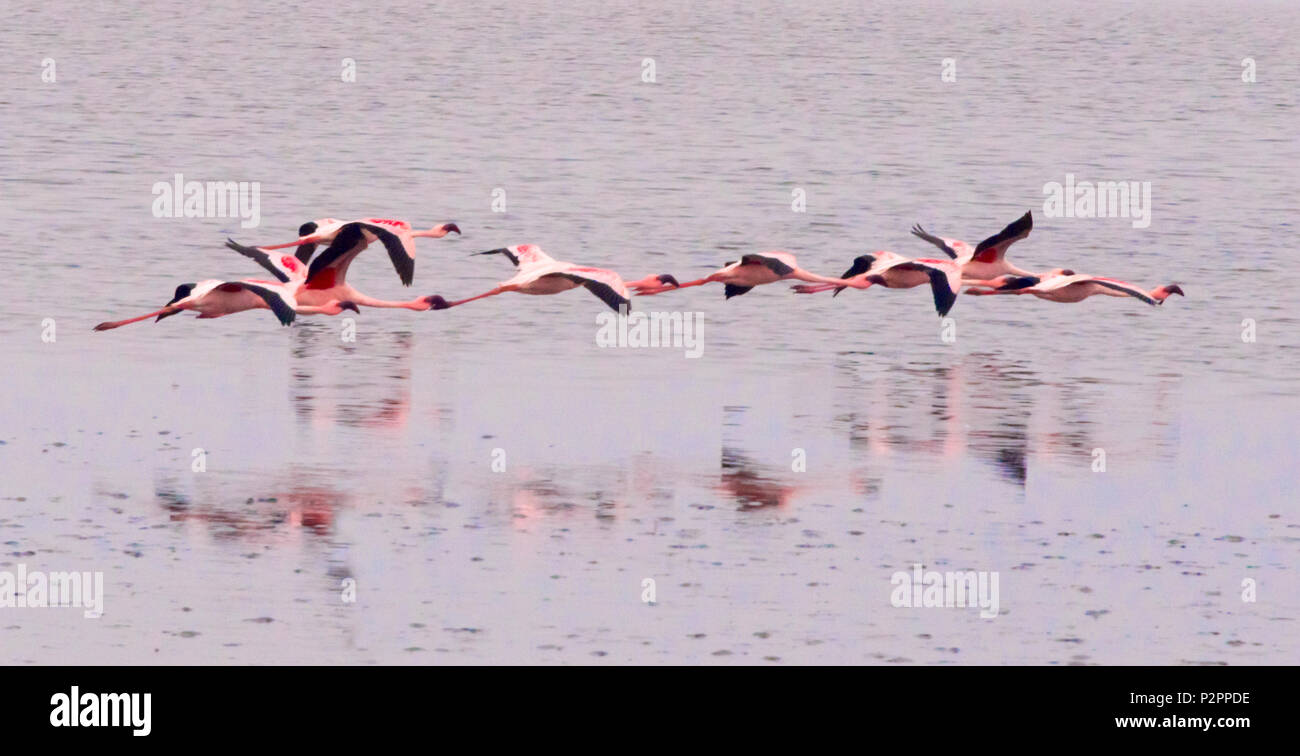Les flamants, Walvis Bay, région d'Erongo, Namibie Banque D'Images