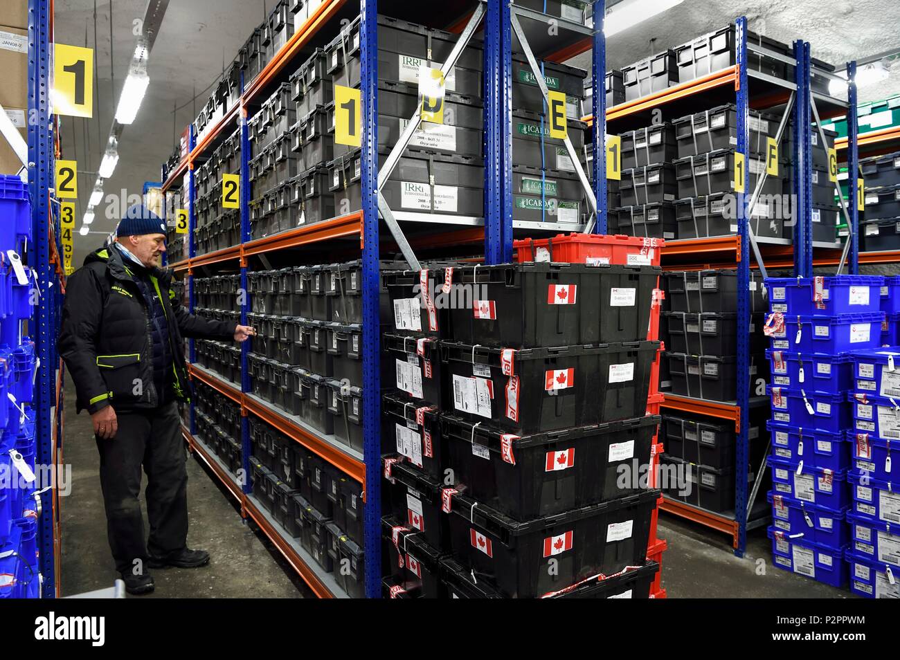 La Norvège, Svalbard, Spitzberg, Longyearbyen, Svalbard Global Seed Vault (banque de graines), le stockage des semences prix artificiellement maintenu à -18°C, il y a près de 900000 échantillons déposés, à partir de 200 pays d'origine et 73 instituts déposant Banque D'Images