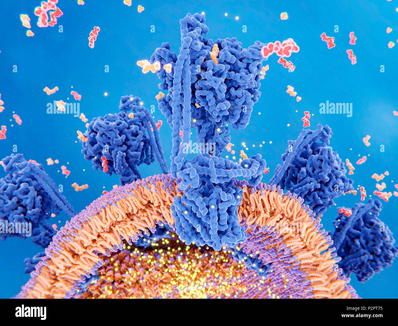 La production d'ATP dans la mitochondrie. Illustration du complexe enzymatique qui entraîne la synthèse de la molécule de transport de l'énergie de l'ATP (adénosine triphosphate, rouge). Connu sous le nom de l'enzyme ATP synthase, complexe (plusieurs illustré) est intégrée dans la membrane interne mitochondriale (orange). La partie inférieure est un canal par lequel les protons (points jaunes) se déplacent. La partie supérieure est l'endroit où a lieu la synthèse de l'ATP. L'ATP est formé à partir d'une réaction entre l'adénosine diphosphate (ADP) et le phosphate inorganique (en orange). Le gradient de proton (points jaunes à l'intérieur et l'extérieur de la mitochondrie) à travers le Banque D'Images
