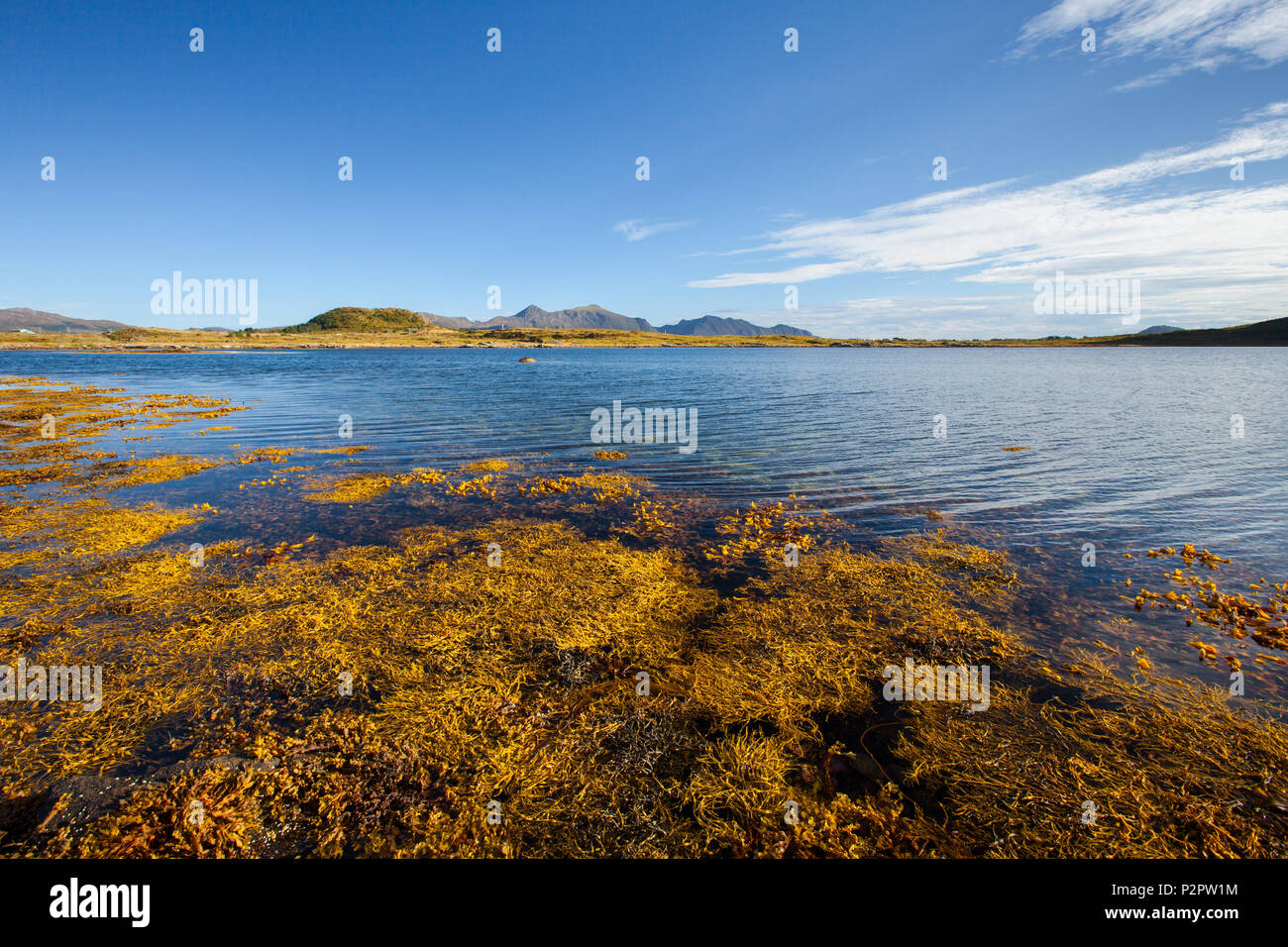 Lake, Fjord, Bay, algues, été, Vestvagoya, Lofoten, Norvège, Europe Banque D'Images