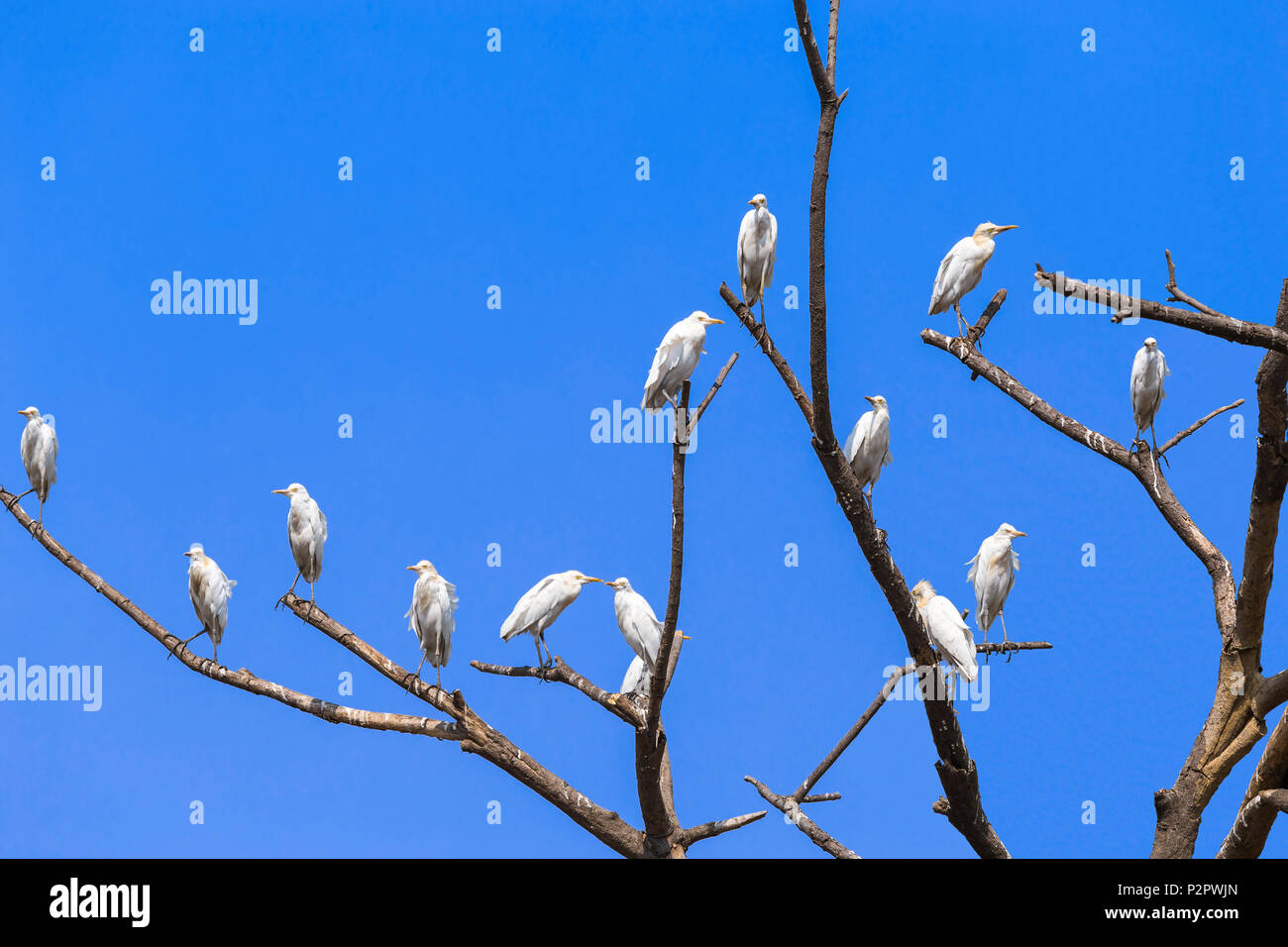Un troupeau de l'est de la grande aigrette - Ardea alba modesta- reposant sur les braches d'un vieil arbre, contre un ciel bleu. Banque D'Images