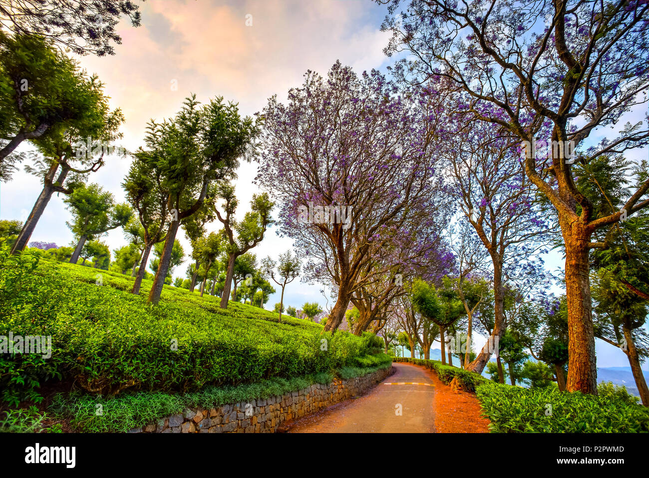 Arbre coloré de fleurs allée entre plantations de thé Coonoor, Tamil Nadu, Inde Banque D'Images