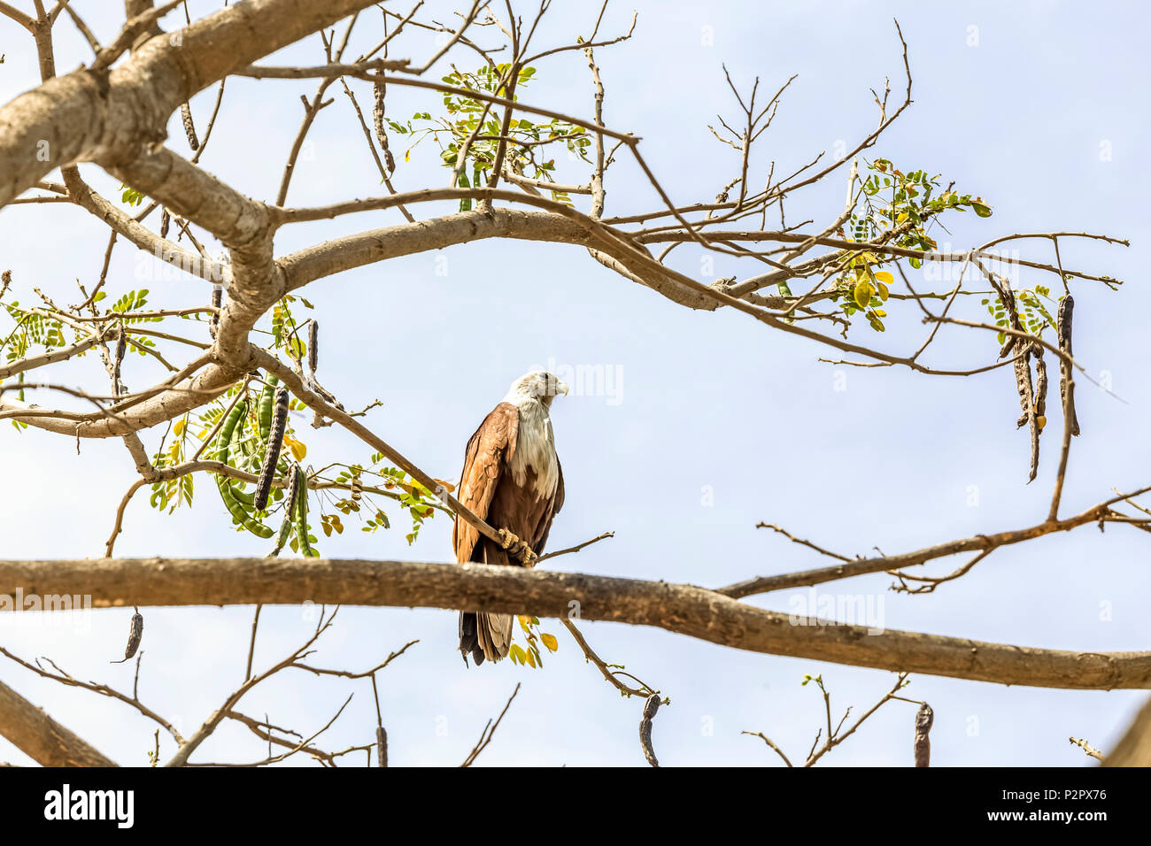 Le Brahminy Kite (Haliastur indus) savent également que la sea-eagle en Australie est une espèce d'oiseau de proie qui, dans l'Hindouisme, c'est envisager Banque D'Images