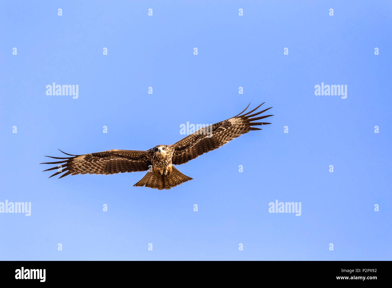 L'aigle des steppes - Aquila nipalensis - en vol sur une plage de Goa, Inde Banque D'Images