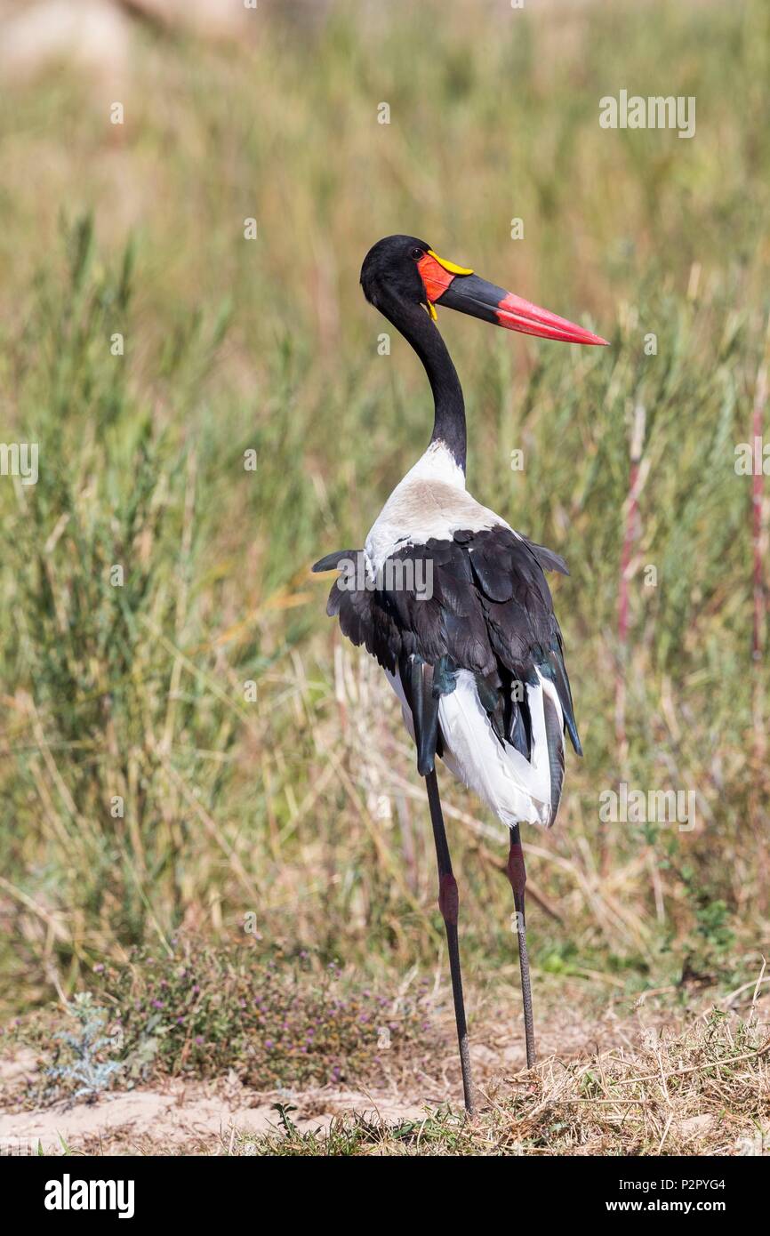Jabiru d'Afrique (Ephippiorhynchus senegalensis) Saddle-billed stork (Ephippiorhynchus senegalensis) Banque D'Images