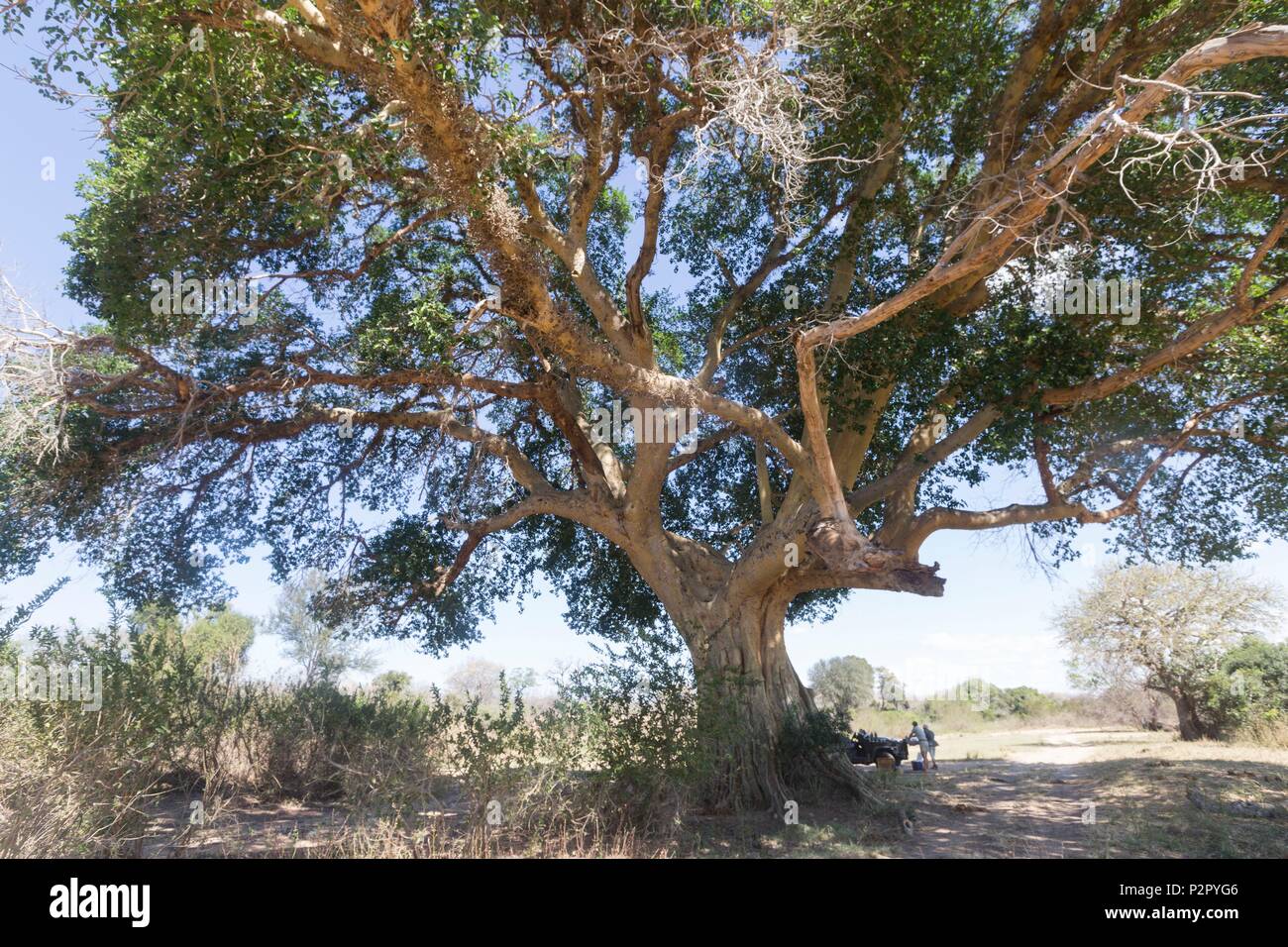 L'Afrique, la République sud-africaine, Mala Mala game reserve, Sycamore fig ou le figuier (Ficus sycomorus mulberry) Banque D'Images