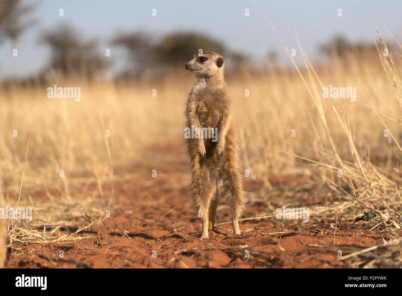 L'Afrique du Sud, Désert du Kalahari, Meerkat ou suricate (Suricata suricatta), adulte Banque D'Images