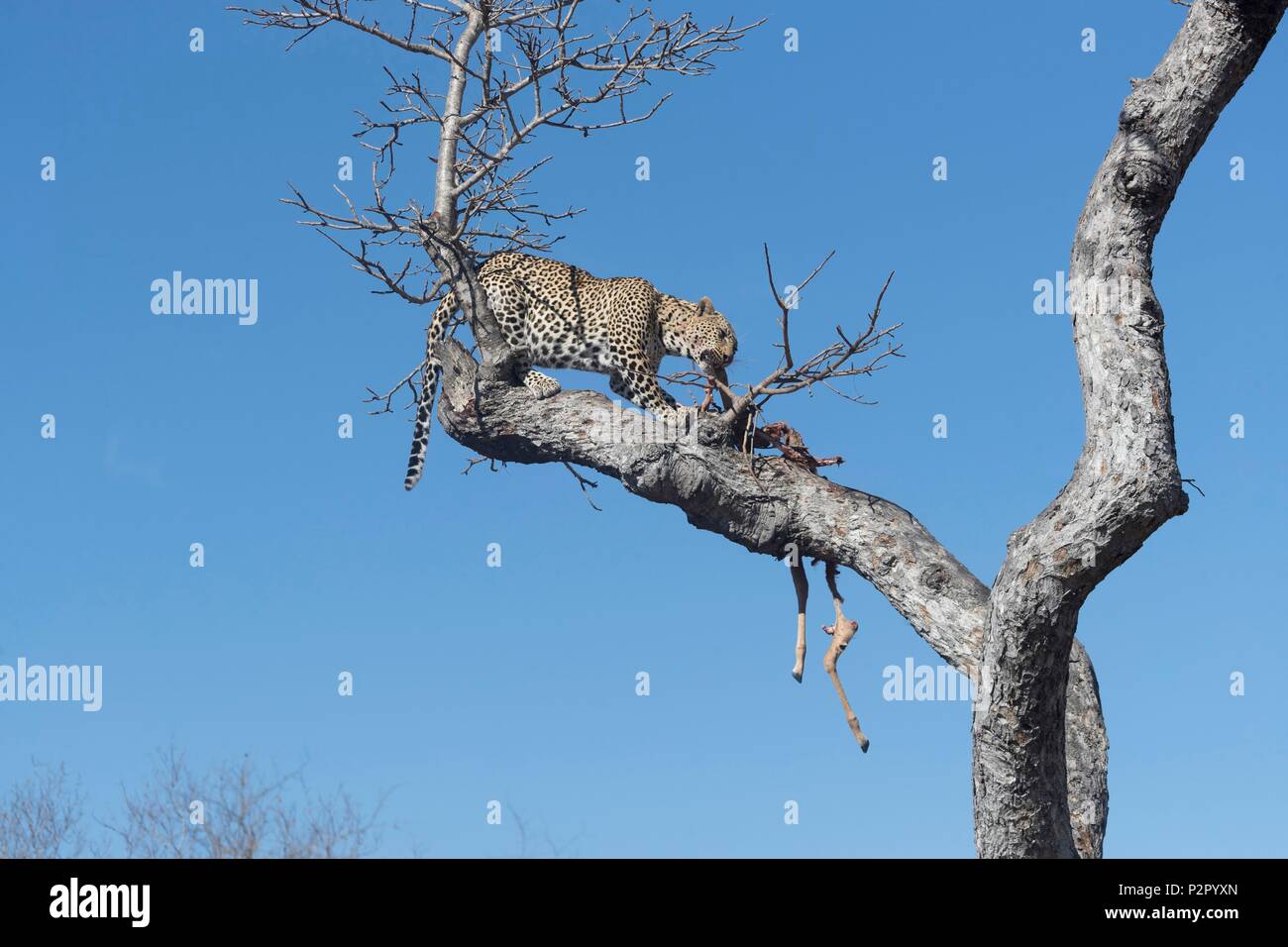 L'Afrique du Sud, Mala Mala game reserve, Savannah, African Leopard (Panthera pardus pardus), des profils dans un arbre avec les restes d'une proie Banque D'Images