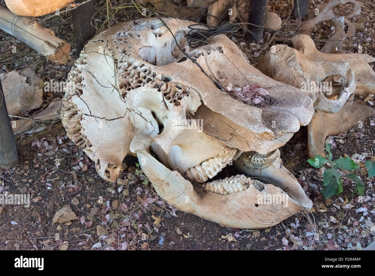Les crânes de rhinocéros blancs pochés à Mkhaya Game Reserve, au Swaziland Banque D'Images
