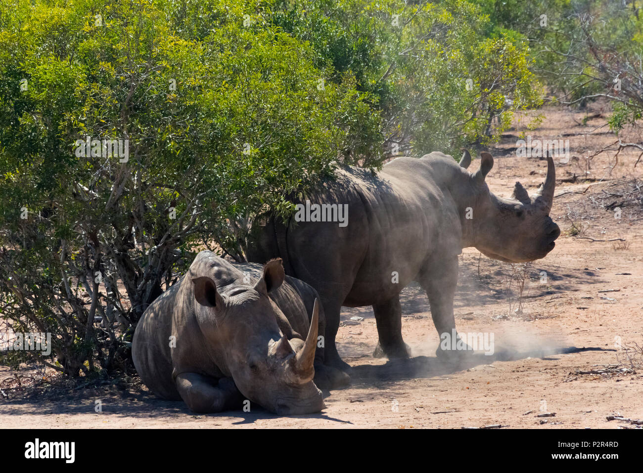 Rhinocéros blancs à Mkhaya Game Reserve, au Swaziland Banque D'Images
